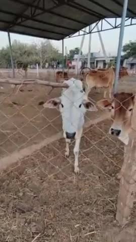 गौठान में विभिन्न आय मूलक गतिविधियां की जा रही संचालित जिससे महिलाएं बन रही स्वावलंबी 

#गोधन_से_आई_खुशहाली
#CG_GrowingWithGauthan
#छत्तीसगढ़_सरकार_भरोसे_की_सरकार