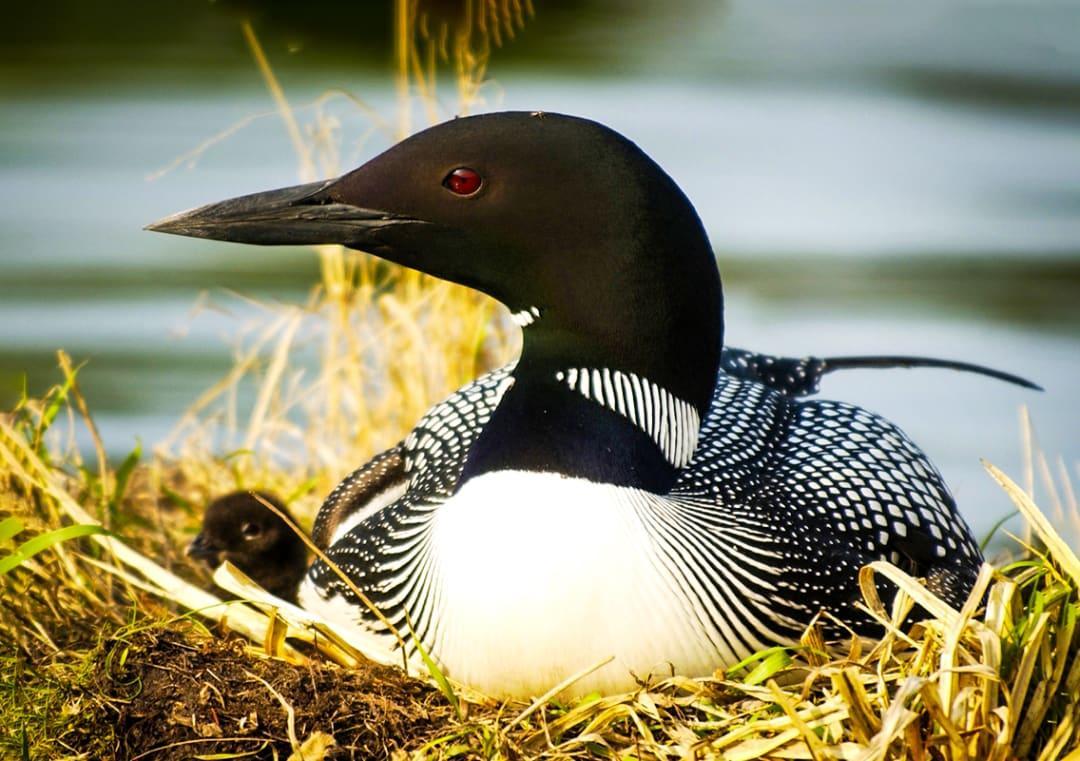 Minnesota state bird could disappear due to climate change Study