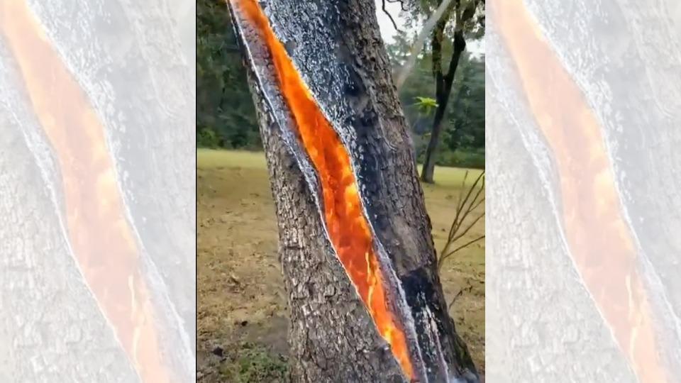 Fire Burns Inside Tree After It Gets Struck By Lightning Video Goes Viral 