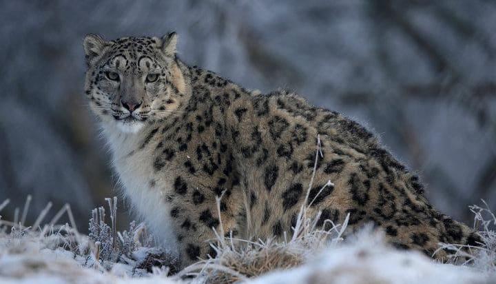 Must strive to double snow leopard numbers in 10 years: Javadekar