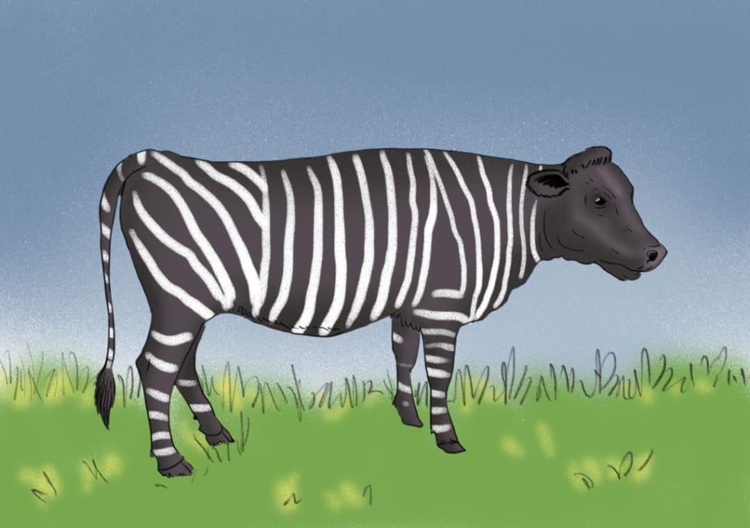 Scientists paint cows to confirm zebra stripes deter insects Science News Inshorts