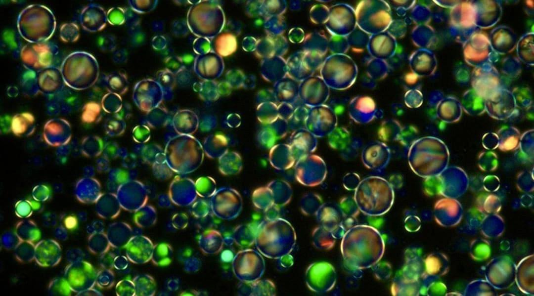 Liquid crystalwithincrystal made, may lead to nextgen displays