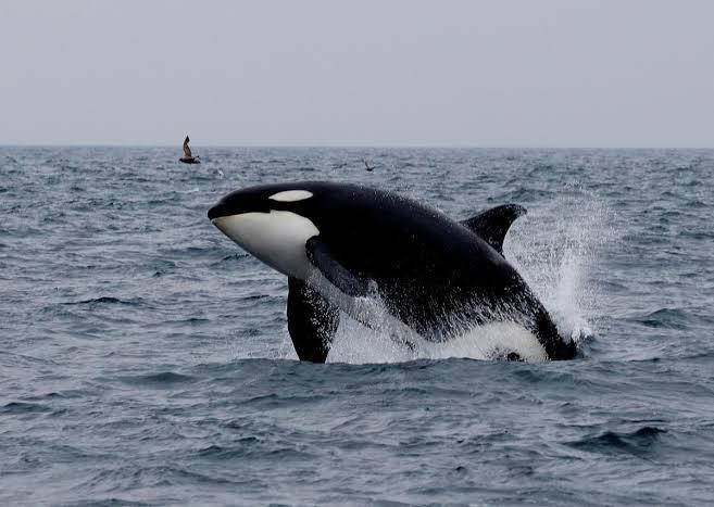 Scientists to count whales from space | Science News | Inshorts