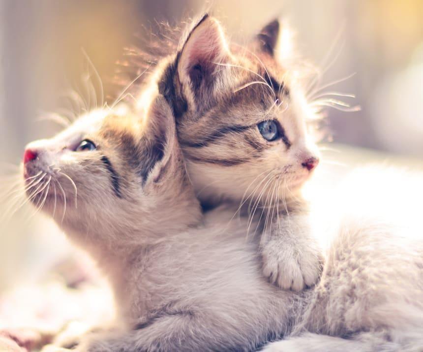 2 cats in New York 1st pets in US to test positive for