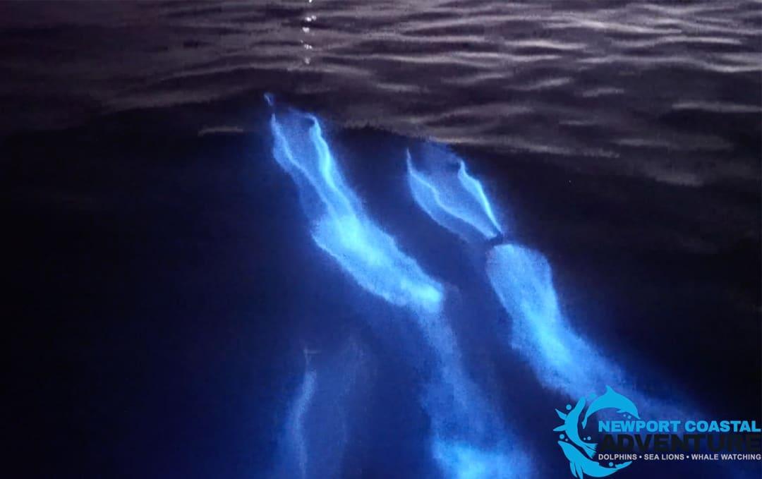 Video shows 'glowing' dolphins as they surf through bioluminescent ...