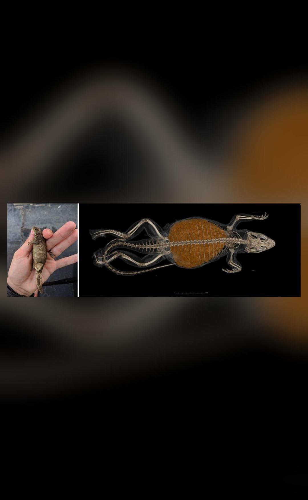 Lizard sets record for most constipated living animal Researchers