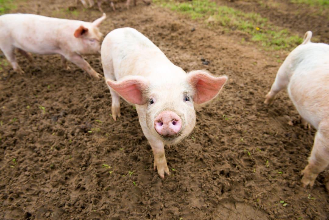 African Swine Fever detected in India for 1st time; 2,500 pigs die in Assam