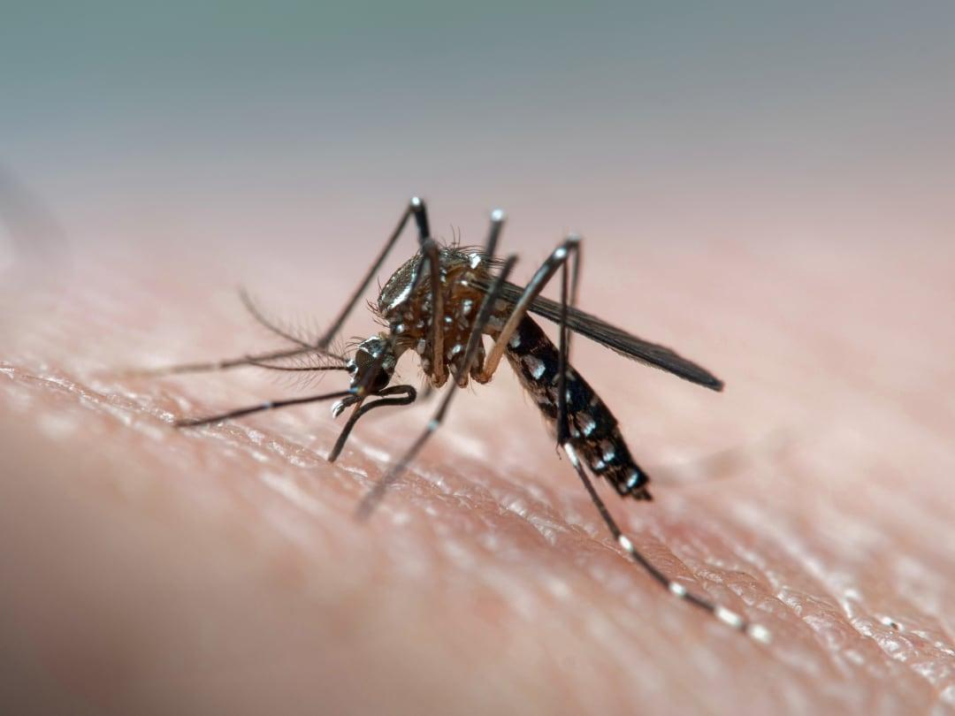 75 Crore Genetically Modified Mosquitoes To Be Released In US Florida 75-crore-genetically-modified-mosquitoes-to-be-released-in-us-florida