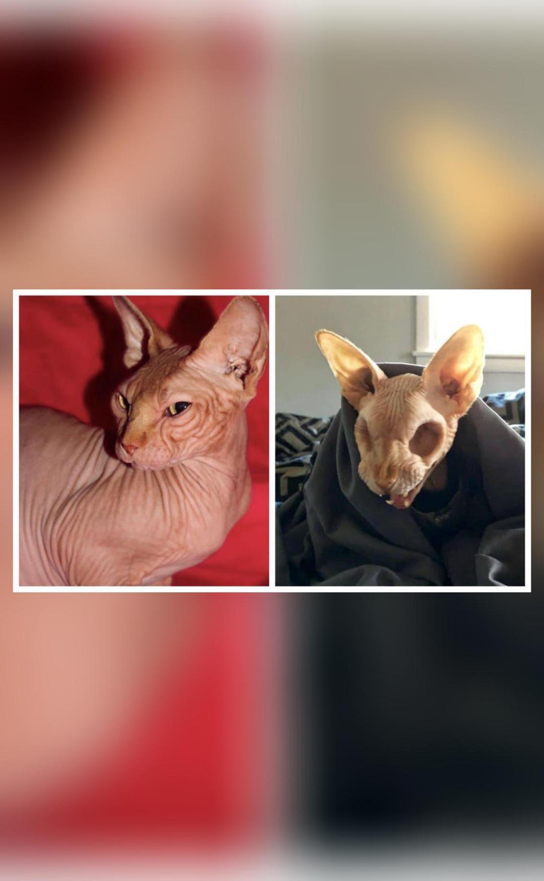 Pictures of hairless cat with no eyeballs go viral Miscellaneous News