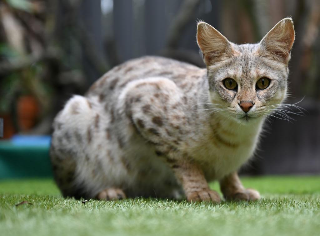 French couple buy ₹5.18 lakh Savannah cat online, it turns ...