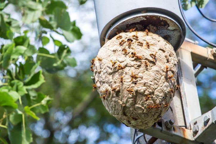 First Ever Murder Hornet Nest In Us Discovered By Scientists 