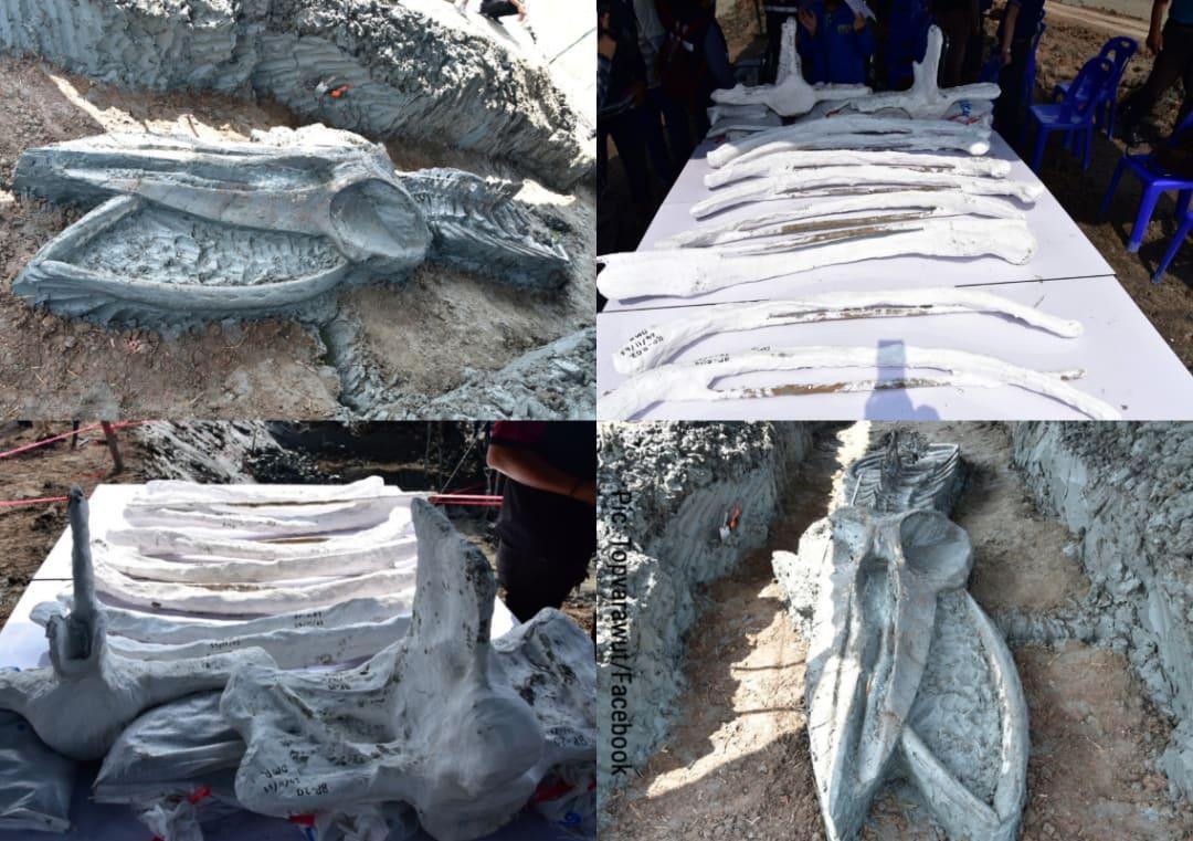 Ancient 40-foot-long whale skeleton discovered in Thailand; pics released