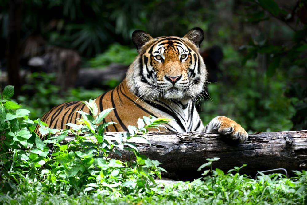 UNESCO declares MP's Panna Tiger Reserve a biosphere reserve