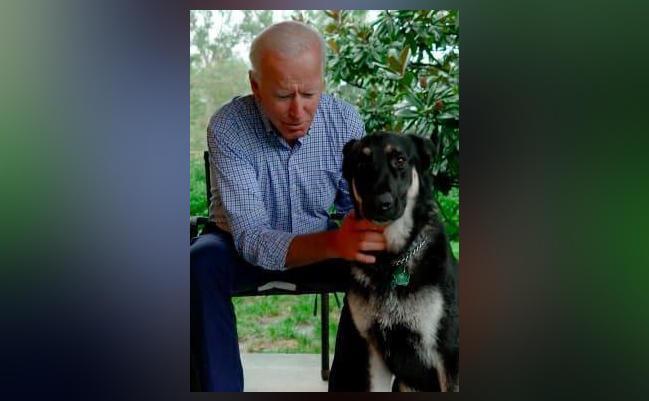 Biden's German Shepherd to become first rescue dog in ...