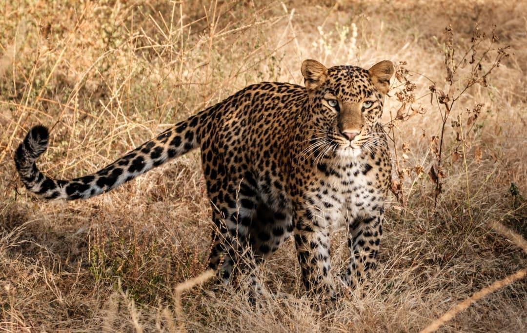 India's leopard population grew from 8K in 2014 to over 12K in 2018