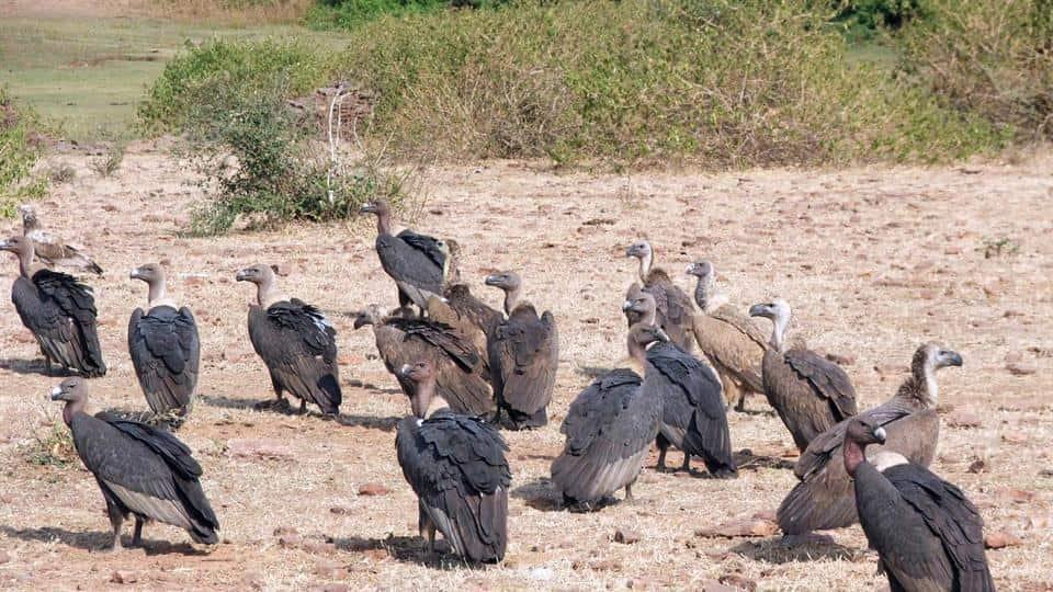 Vulture rescue centre to be established in Hyderabad Science News