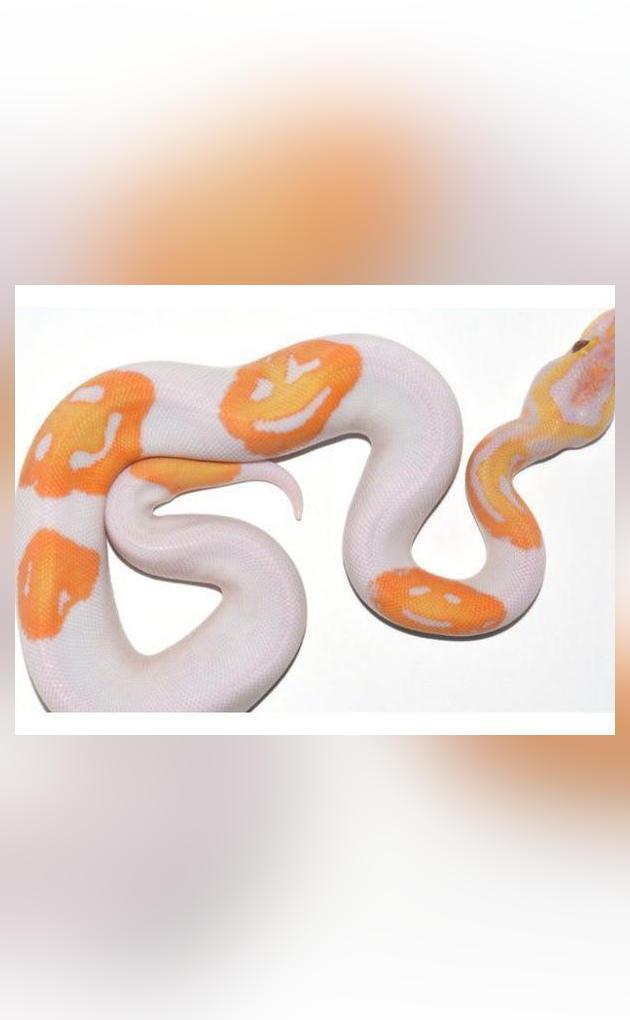Man accidentally breeds python with 3 smiley face emojis, sells it for ...