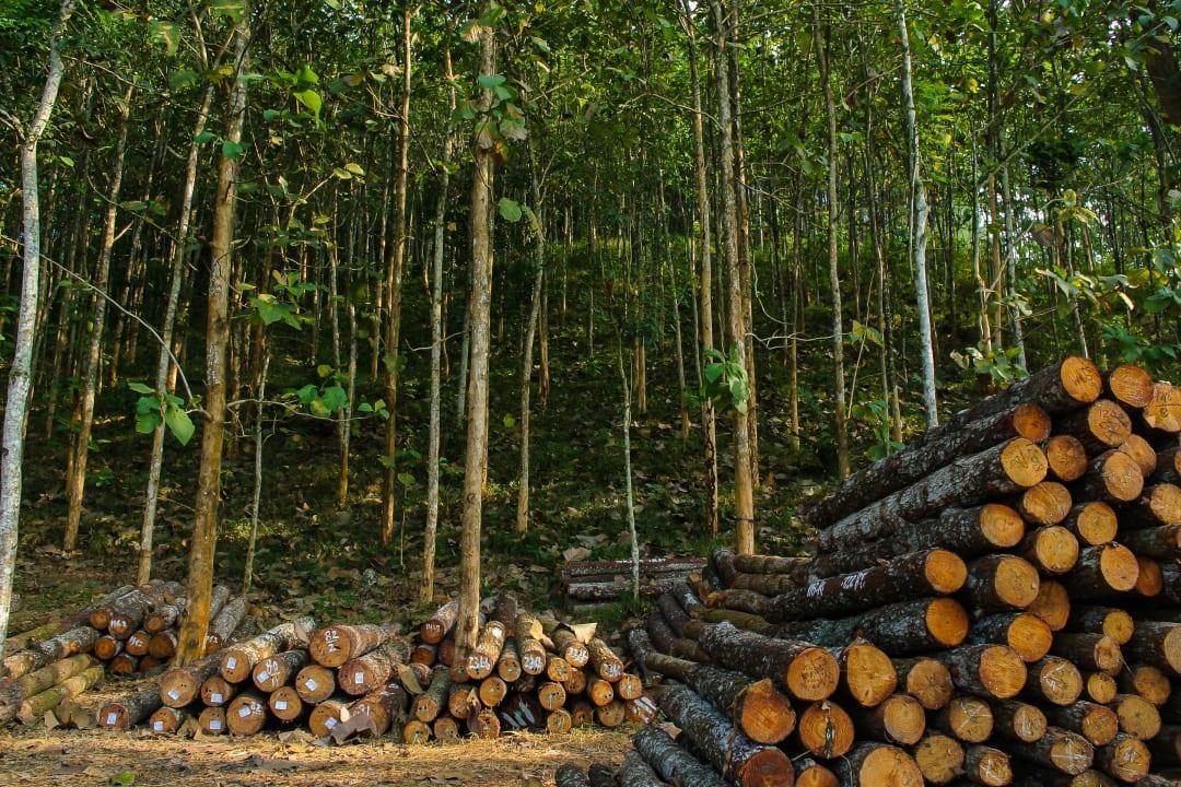 Man fined ₹1.20 crore for cutting 2 teak trees in Madhya Pradesh