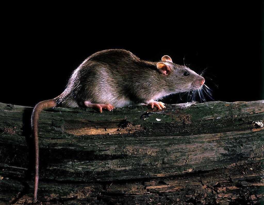 Обыкновенная серая крыса. Серая крыса Пасюк. Серая крыса Rattus norvegicus. Серая большая крыса Пасюк. Серая крыса Пасюк фото.