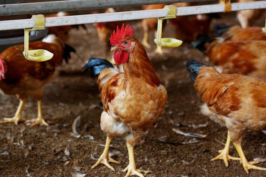 Dont Kiss Chickens Us Health Body Warns People Amid Salmonella Outbreak