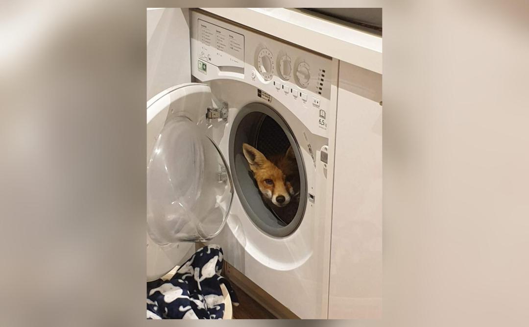 Uk Woman Finds Fox Inside Her Washing Machine Tweet Goes Viral Hatke News Inshorts 1228