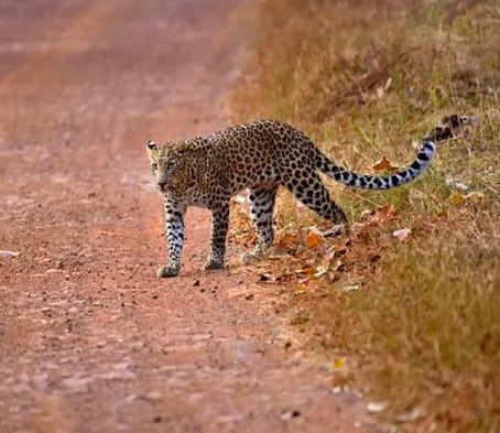 2 brothers escape leopard chasing their bike by smashing cake on its ...