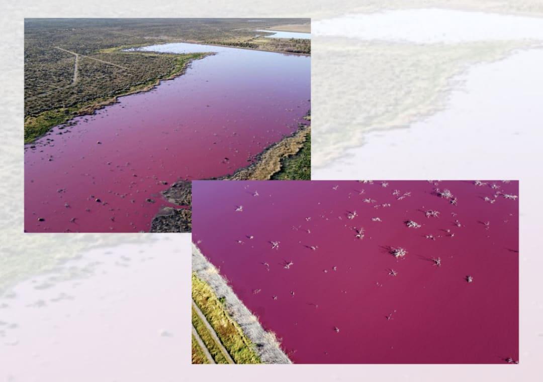 Pink Pollution Lake turns bright pink due to pollution in Argentina, pics go viral ...