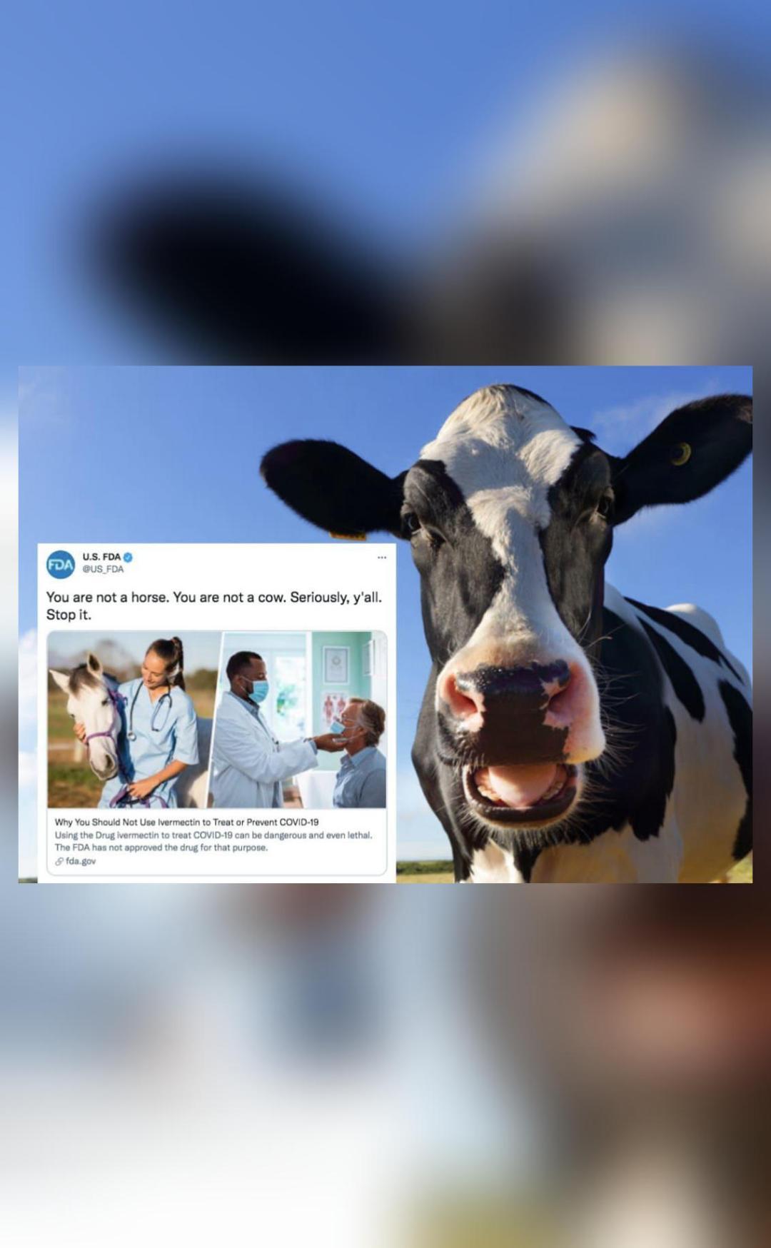 You are not a cow us fda to people using ivermectin to treat covid 19