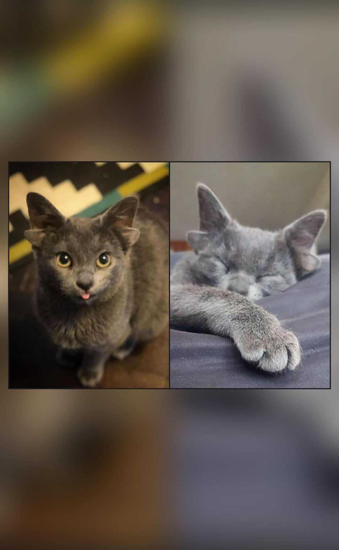 Cat born with 4 ears gets adopted in Turkey; pics go viral