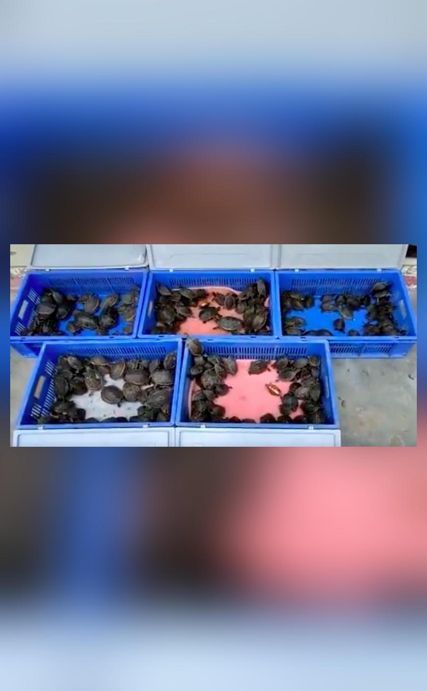 3 Arrested With 258 Turtles In Uttar Pradesh s Lucknow National News 