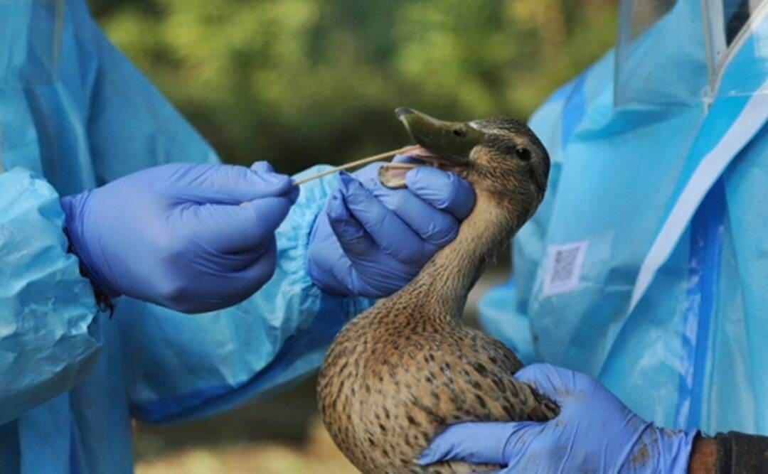 Bird flu confirmed in Kerala's Alappuzha, culling of birds ordered in ...