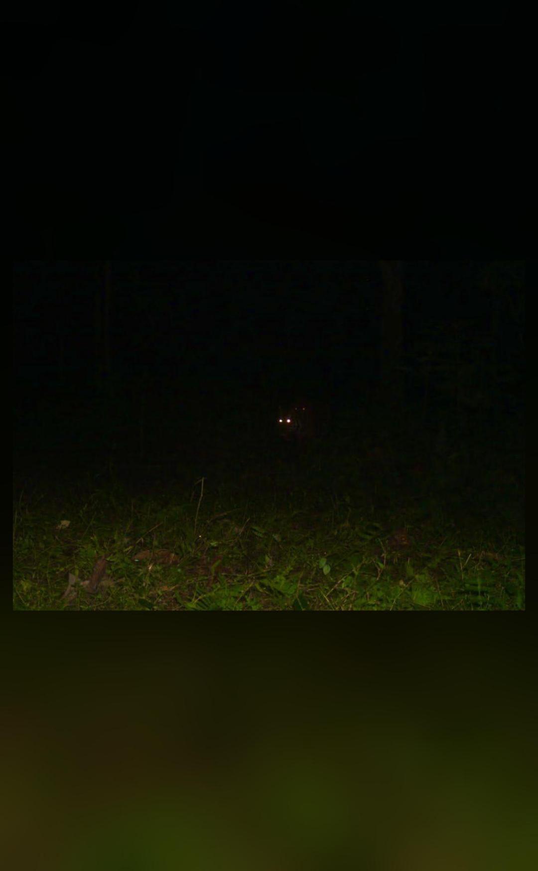 IFS officer shares pic of animals' eyes glowing in dark, asks 'what do