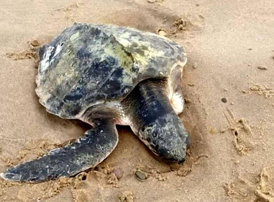 World's rarest sea turtle washes up alive on a beach in UK; pic ...