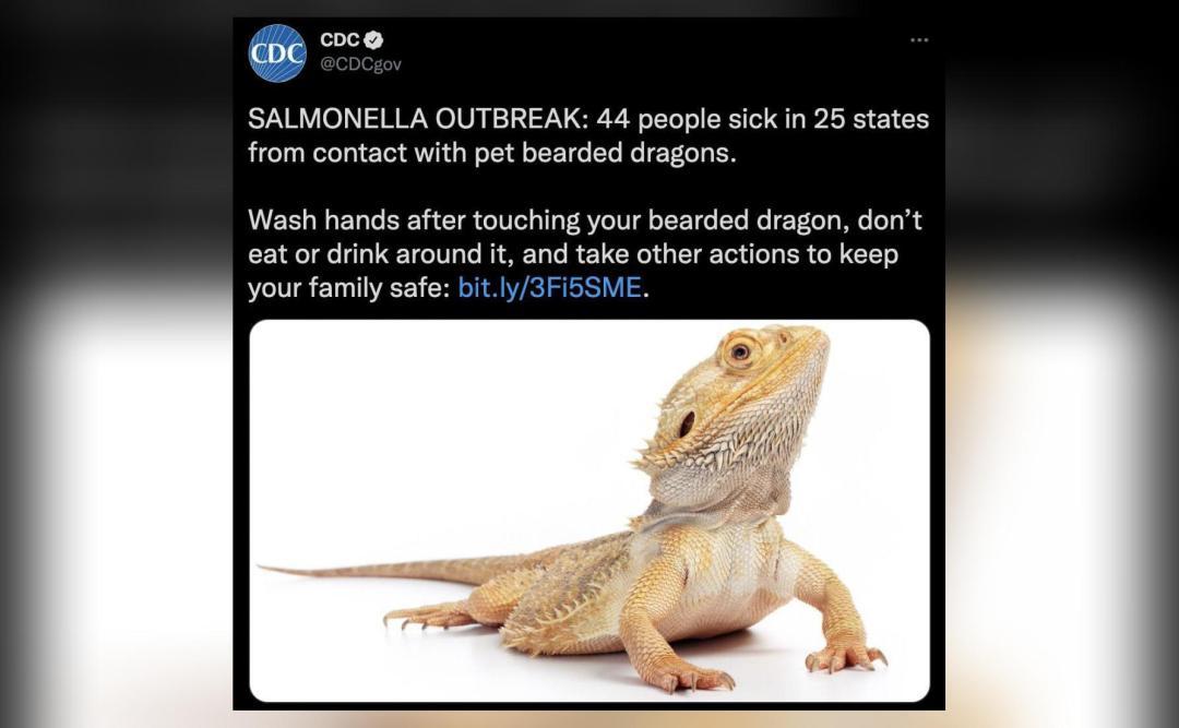 Bearded dragon lizards behind salmonella outbreak, CDC says