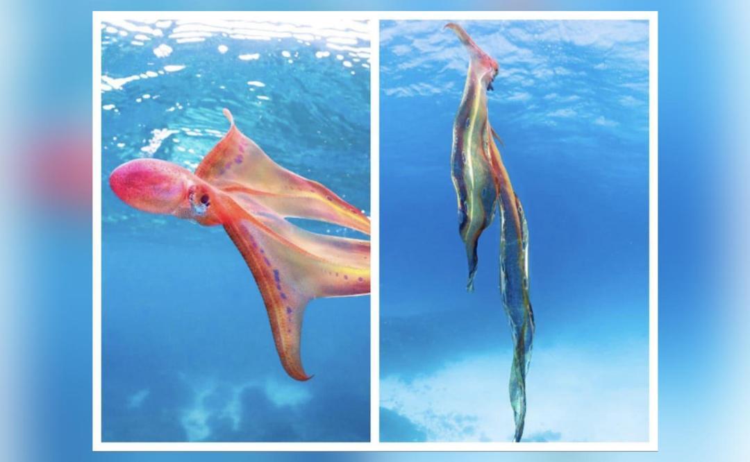 Extremely rare blanket octopus spotted in Great Barrier Reef; video