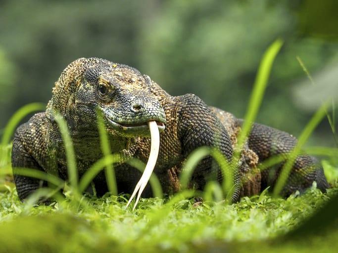 1 in 5 reptiles found worldwide is threatened with extinction: Study