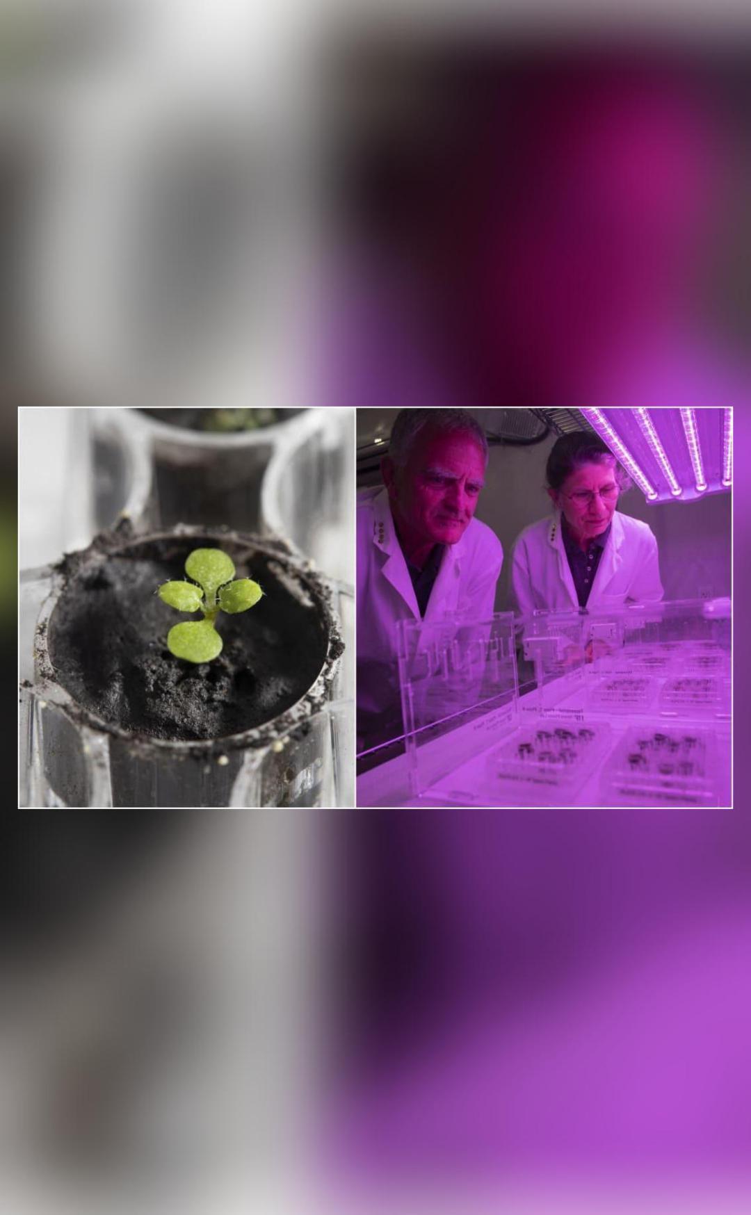 Plants grown in Moon soil for the first time, NASA shares pics