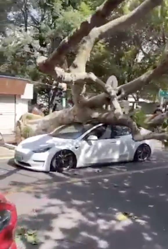 Tesla glass roof remains intact after massive tree falls on it, driver ...