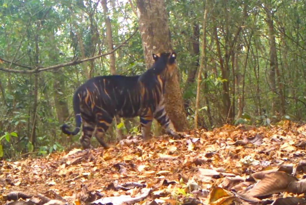 Video Of Very Rare Black Tiger Marking Its Territory In Odisha Surfaces Miscellaneous News