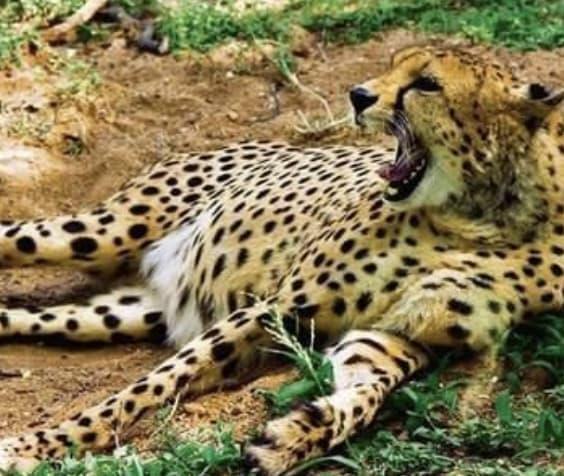Eight Cheetahs Special chartered flight carrying 8 cheetahs from Namibia lands in Gwalior