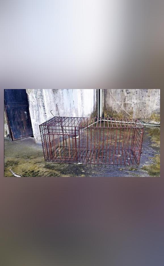 Animal cage found at Uttarakhand resort after receptionist's murder