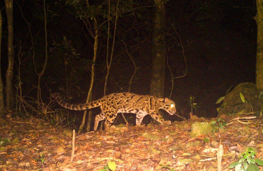 IFS officer shares pic of a rare clouded leopard, says 'See the amazing patterns'
