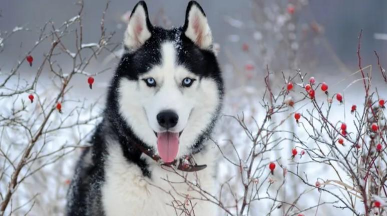 Montana woman who killed husky mistaking it for wolf charged with ...