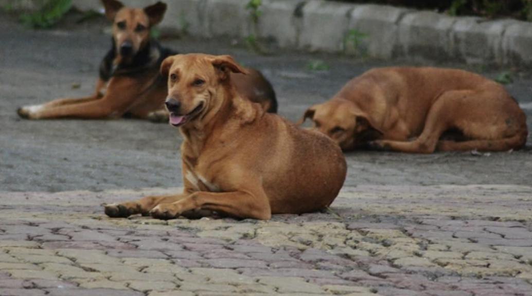2-year-old boy severely injured after stray dog attacks him in UP ...