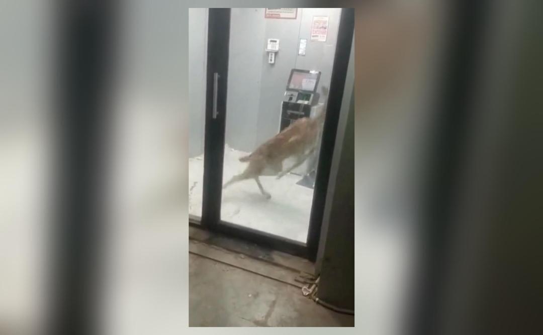 Deer Gets Stuck In ATM After Being Chased By Dogs In Guj Video 