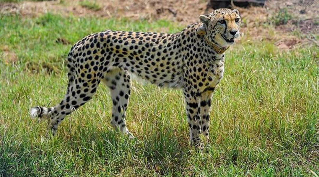Cheetah seen feeding on Nilgai at Kuno, first prey other than cheetal ...