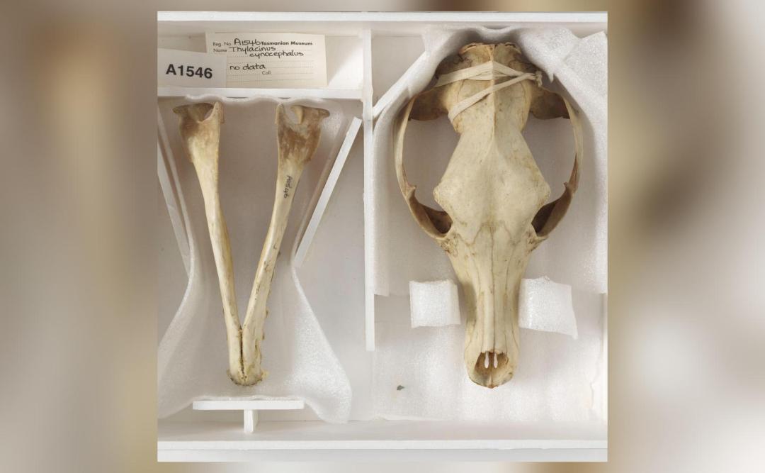 The Long Lost Remains Of The Last Known Tasmanian Tiger Were Just Found In A Museum Cupboard