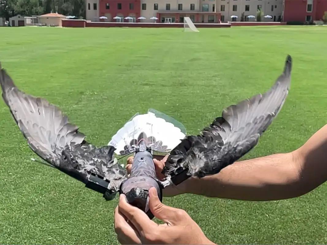 Scientists develop drones using bodies of stuffed dead birds