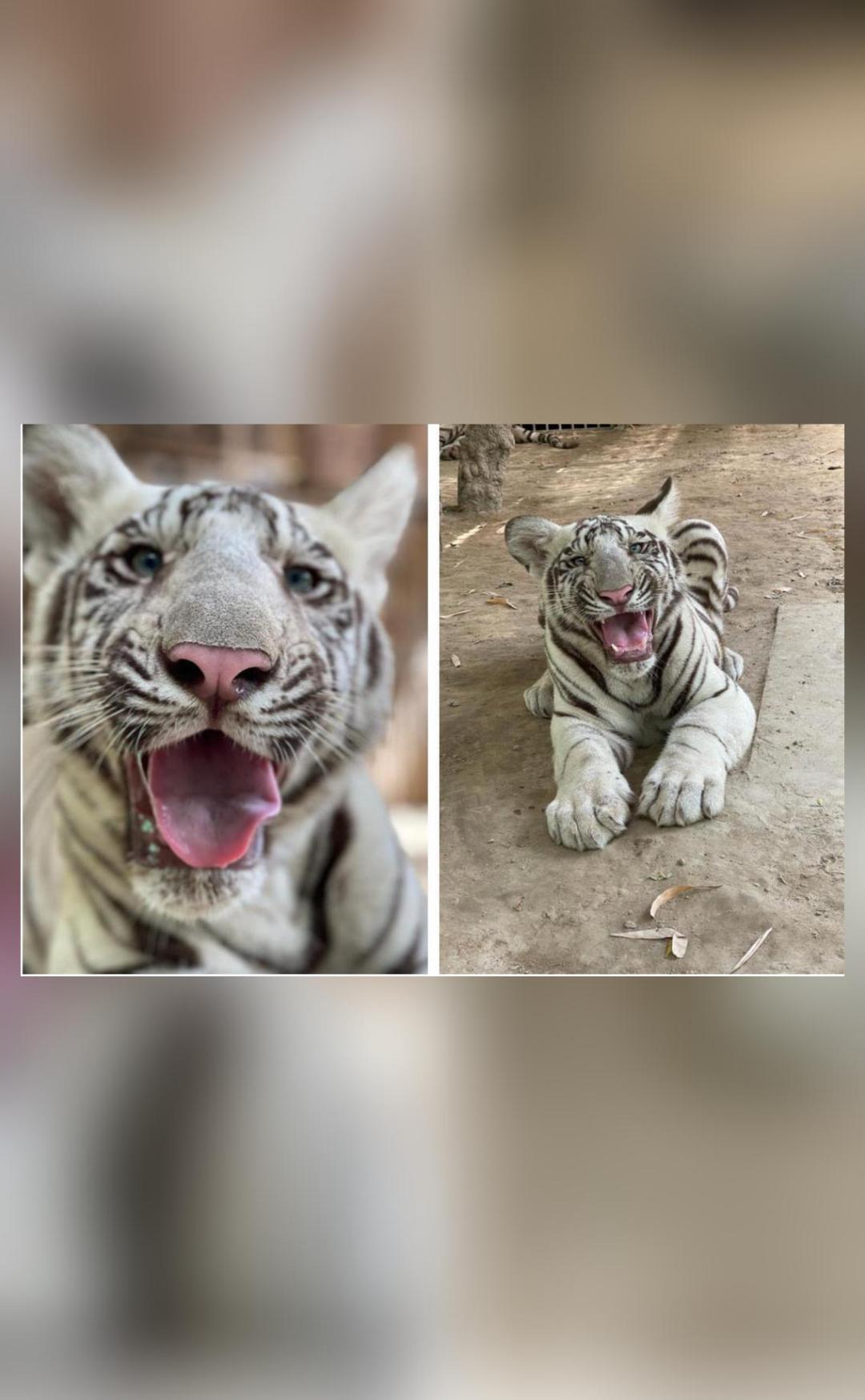 2 white tiger cubs presented to public in Delhi zoo - EFE Noticias