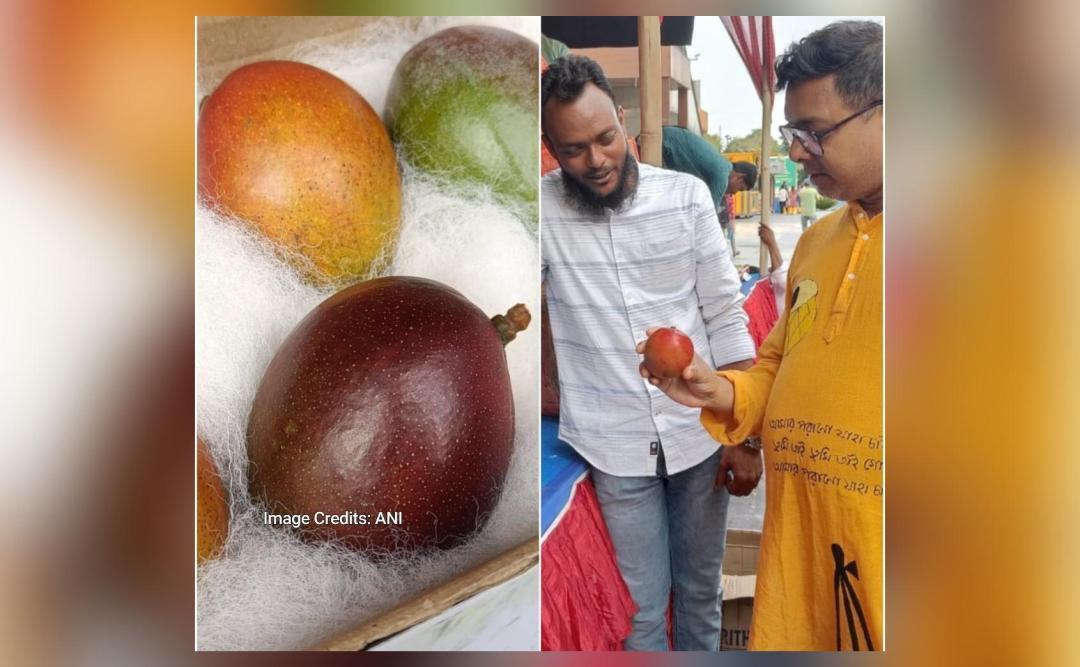 Most expensive mango Miyazaki displayed at mall in West Bengal, pics